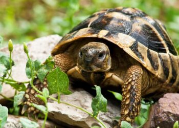 Die richtige Schildkrötenart als Haustier wählen