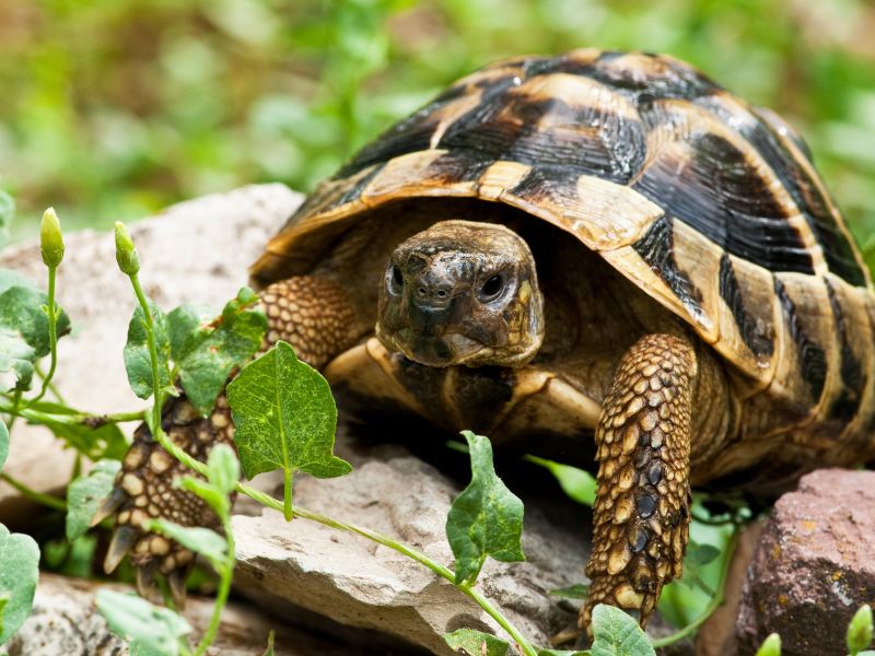 Die richtige Schildkrötenart als Haustier wählen