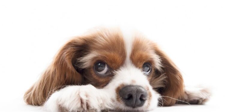 Die Wimpern von Hunden