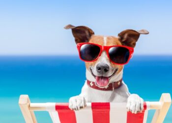 Hunde im Sommer: Wenn es heiß wird