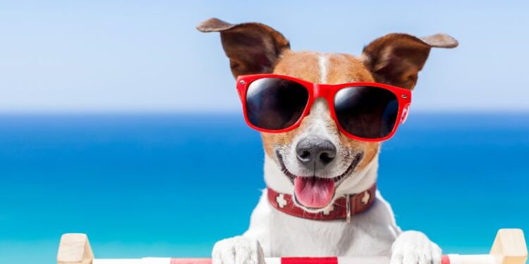 Hunde im Sommer: Wenn es heiß wird