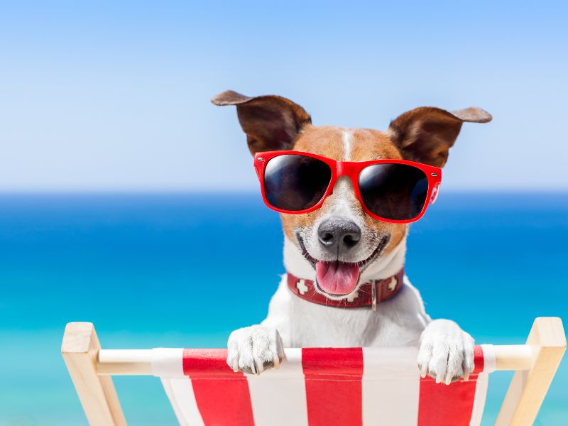 Hunde im Sommer: Wenn es heiß wird