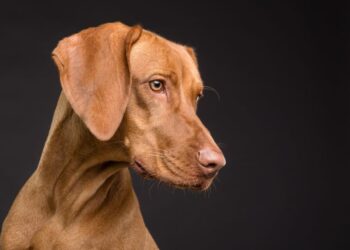 Depressionen bei Hunden