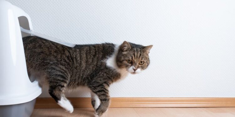 (Baby)Katze an Katzentoilette gewöhnen