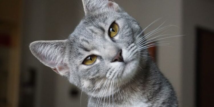 Deine Katze kastrieren lassen