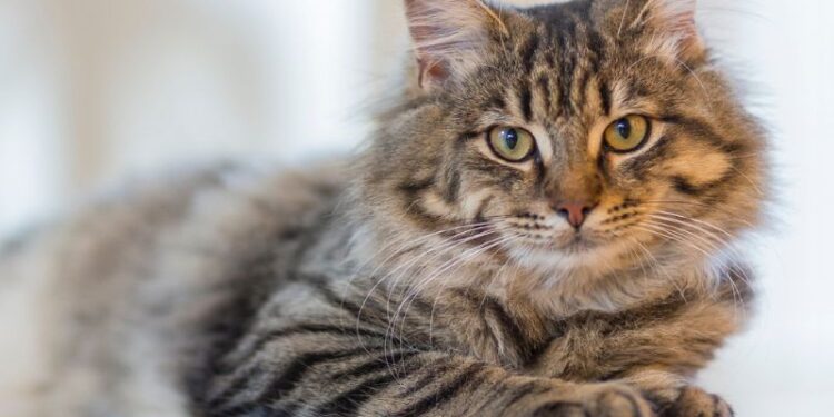 Katze abhalten, in der Wohnung zu urinieren