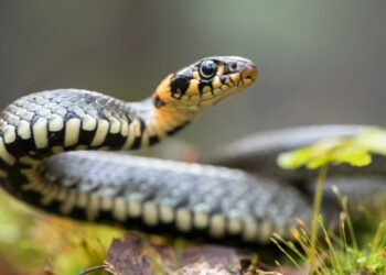 Reptilien und exotische Haustiere