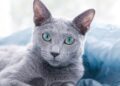 Katzenrasse Russisch Blau