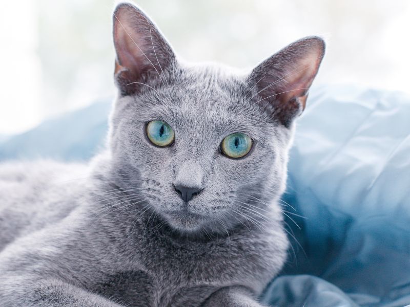 Katzenrasse Russisch Blau