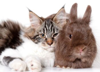 Vertragen sich Katzen und Kaninchen