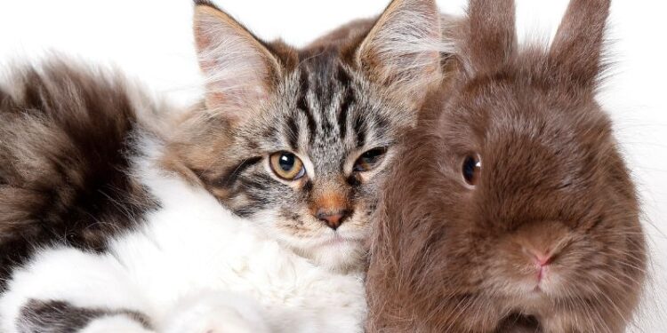 Vertragen sich Katzen und Kaninchen