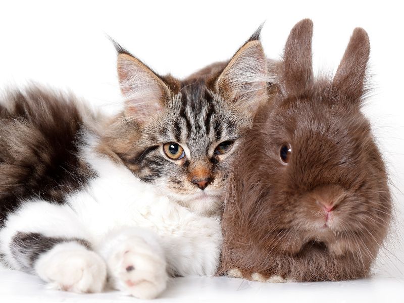 Vertragen sich Katzen und Kaninchen