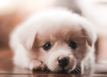 Welpen richtig füttern