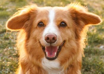 Wenn Hunde häufig hecheln