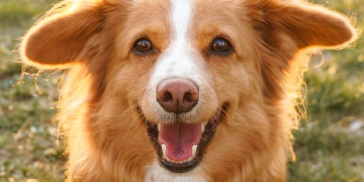 Wenn Hunde häufig hecheln