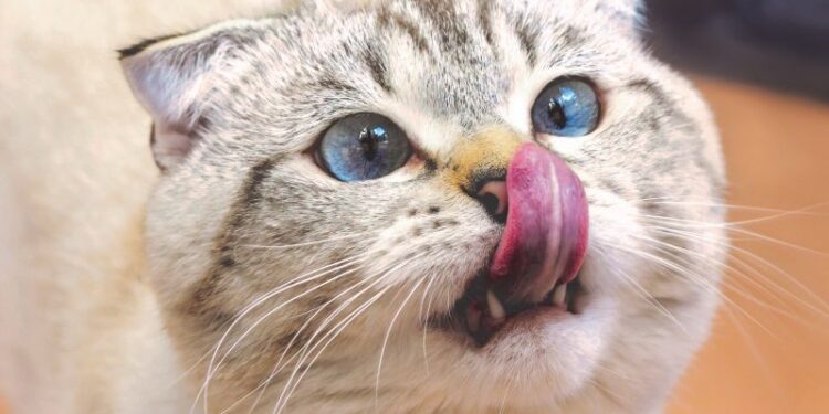 Das Katzengebiss - Was Sie über die Zähne und Zahnprobleme bei Katzen wissen sollten