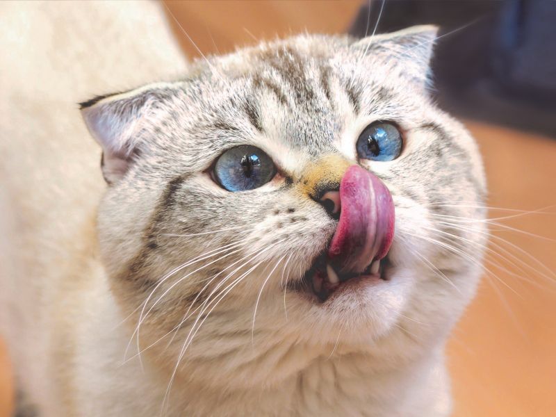Das Katzengebiss - Was Sie über die Zähne und Zahnprobleme bei Katzen wissen sollten
