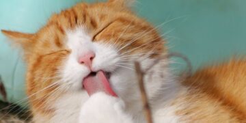 Welche Zahnerkrankungen können Katzen haben? - Alles was Sie wissen müssen