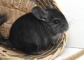 Ratgeber: Chinchillas als Haustiere