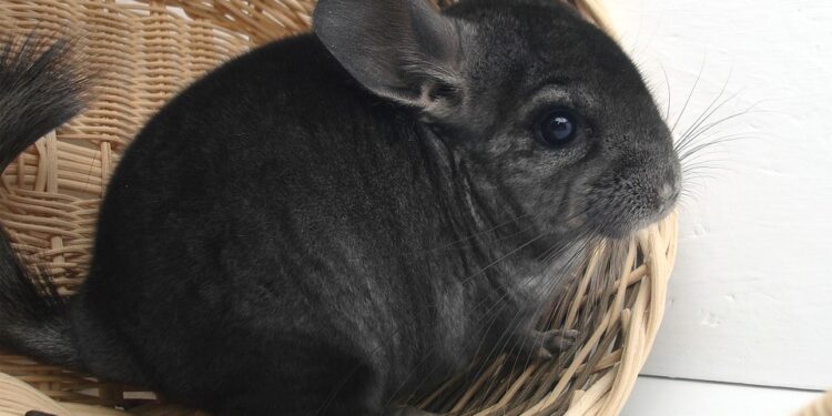 Ratgeber: Chinchillas als Haustiere