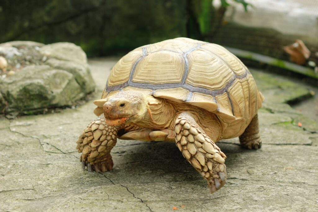 Natürliche Lebensräume von Schildkröten und deren Auswirkungen auf die Pflege