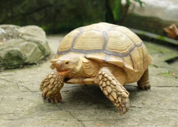 Natürliche Lebensräume von Schildkröten und deren Auswirkungen auf die Pflege