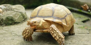 Natürliche Lebensräume von Schildkröten und deren Auswirkungen auf die Pflege