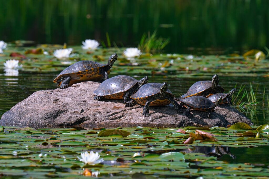 Rechtliche Aspekte der Schildkrötenhaltung: Was Sie wissen müssen