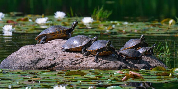 Rechtliche Aspekte der Schildkrötenhaltung: Was Sie wissen müssen
