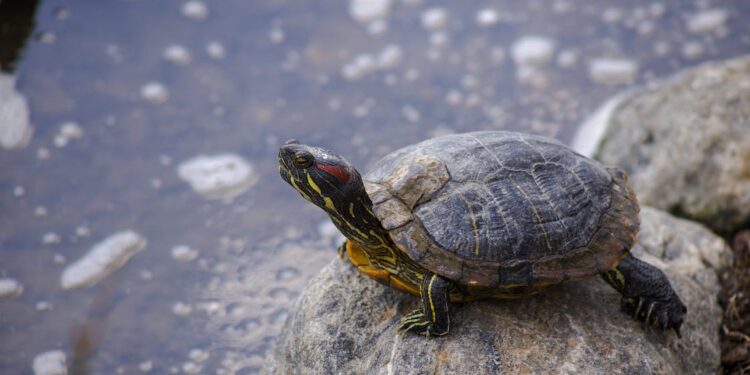 Die Lebenserwartung von Hausschildkröten und die Verpflichtung zur Langzeitpflege