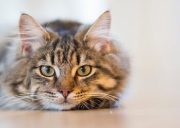 Katzennamen - Die perfekte Wahl für Ihre neue Samtpfote