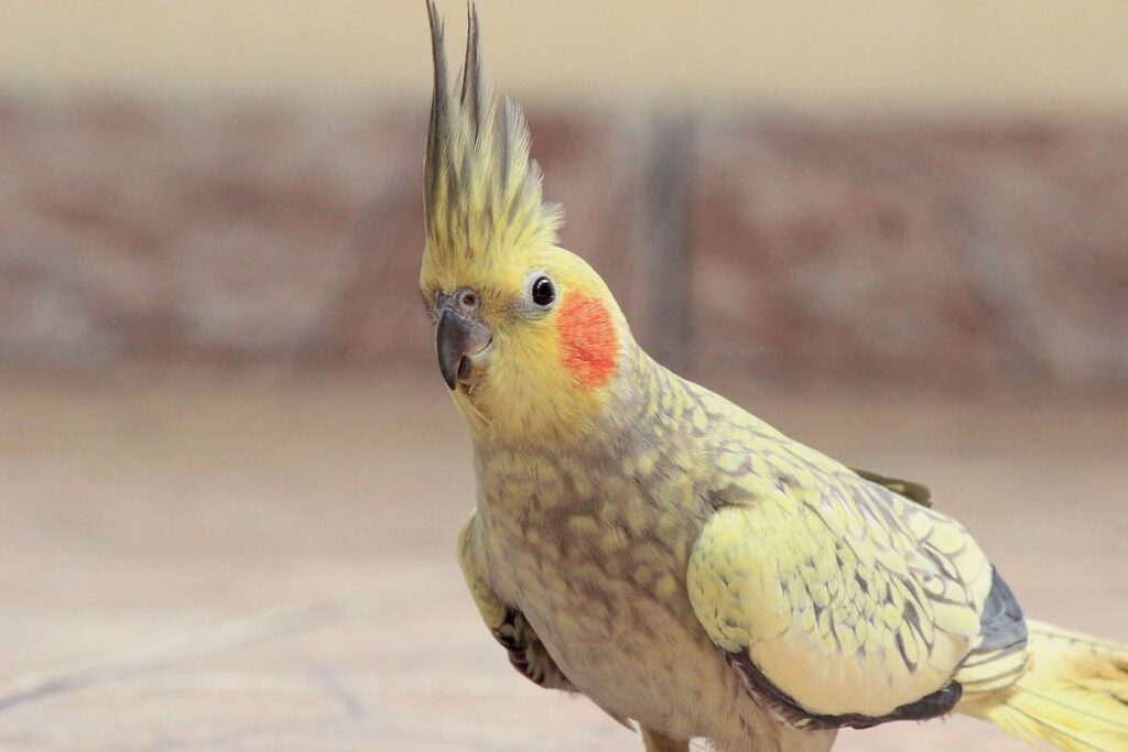 Vögel als Haustiere - Welche Vögel eignen sich und was sollte man beachten?