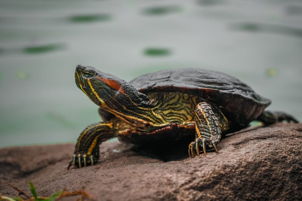 Schildkröten - Wie überwintern Schildkröten als Haustiere?
