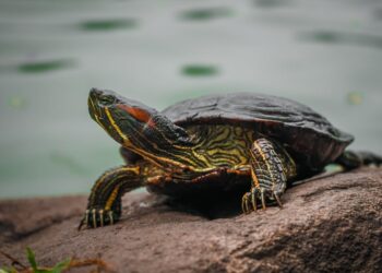 Schildkröten - Wie überwintern Schildkröten als Haustiere?
