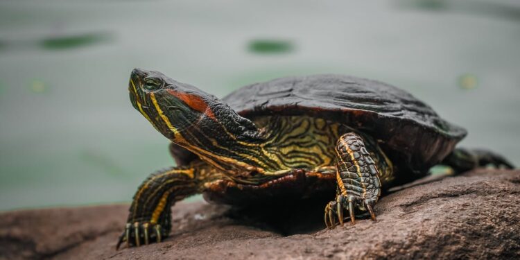 Schildkröten - Wie überwintern Schildkröten als Haustiere?