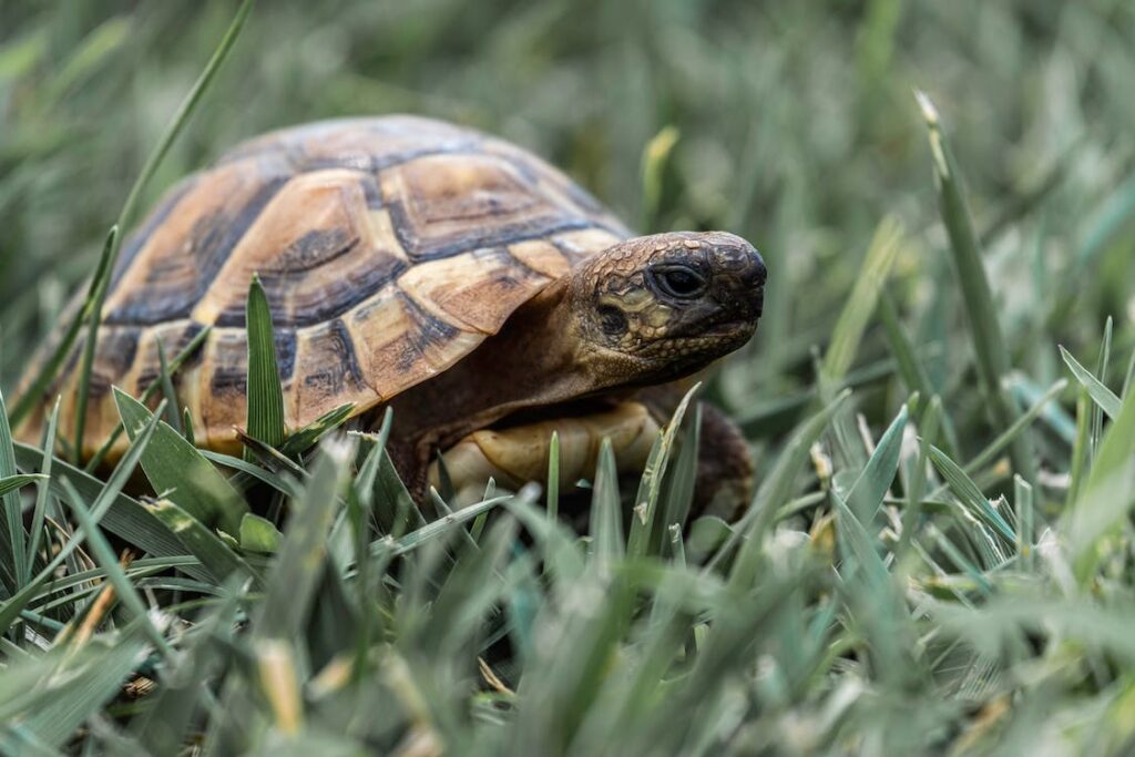 Grundlagen der Schildkrötenpflege