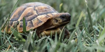 Grundlagen der Schildkrötenpflege