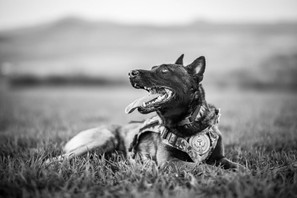 Wissenswertes über Polizeihunde