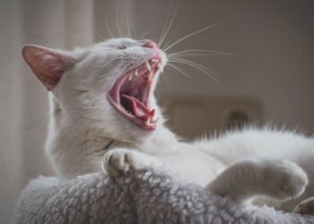 Wie man Zahnstein bei Haustieren vorbeugt