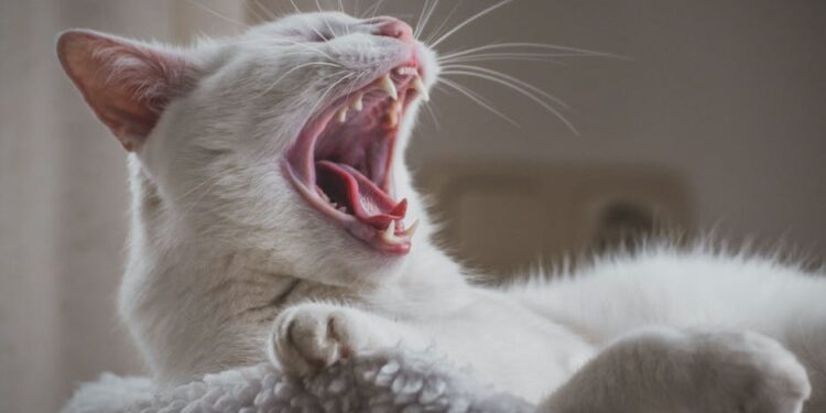 Wie man Zahnstein bei Haustieren vorbeugt