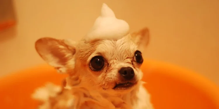 Shampoo für Ihr Haustier