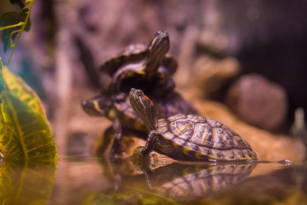 Verhalten und Sozialisation von Schildkröten: Was zu erwarten ist