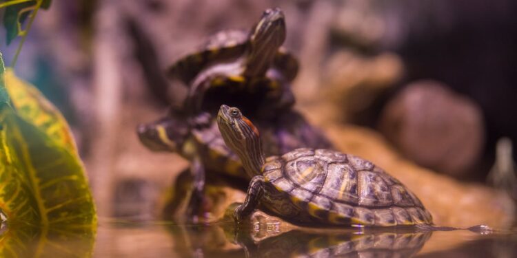 Verhalten und Sozialisation von Schildkröten: Was zu erwarten ist