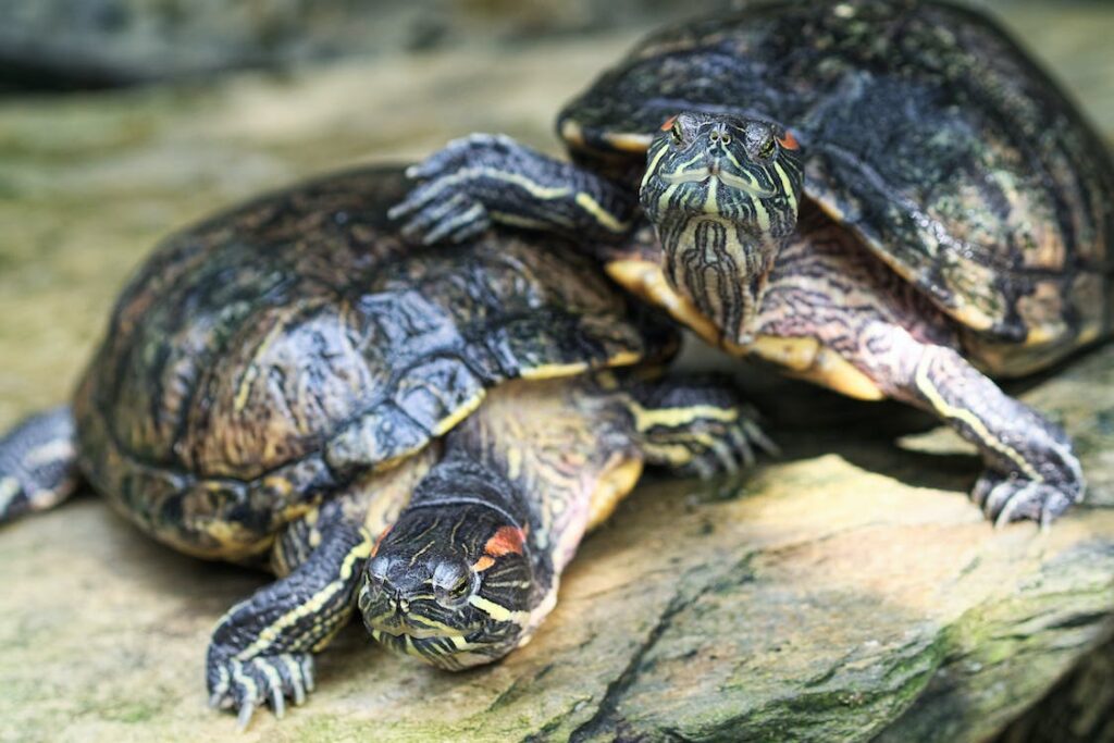 Die Ernährung von Schildkröten: Was sie essen und was nicht