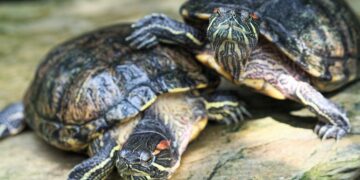 Die Ernährung von Schildkröten: Was sie essen und was nicht