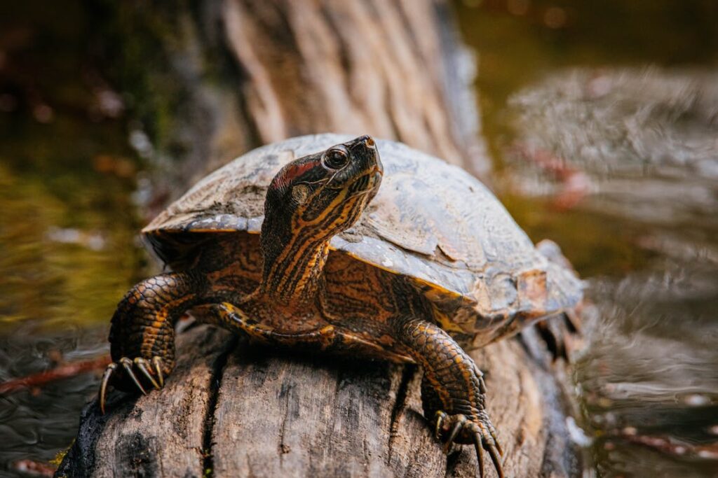 Gesundheitsüberprüfungen und vorbeugende Pflege für Schildkröten: Alles, was Sie wissen müssen