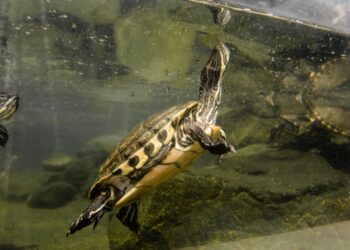 Häufige Gesundheitsprobleme bei Schildkröten und ihre Behandlung