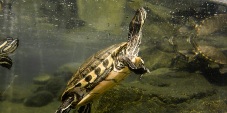 Häufige Gesundheitsprobleme bei Schildkröten und ihre Behandlung
