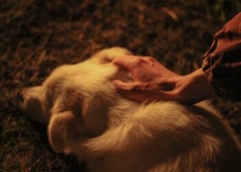 Hüftgelenksdysplasie bei Hunden