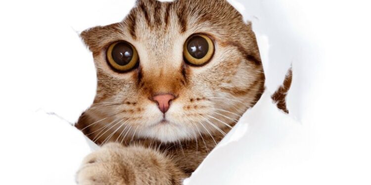 Die richtige Katzenhaltung - eine ausgewogene Ernährung gehört mit dazu